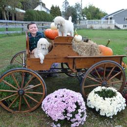 Poodle Puppies from D and D Standard Poodles
