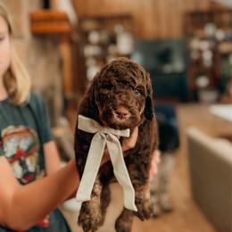 Dan - Phantom male Goldendoodle puppy in Yukon, Oklahoma from Bows and Ties Doodles, LLC