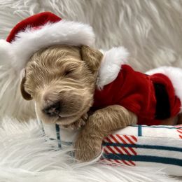 Dasher - Cream male Goldendoodle puppy in The Woodlands, Texas from Gracie's Goldendoodles and Bernedoodles