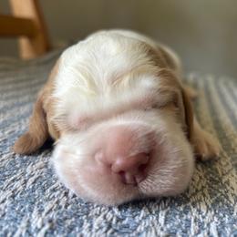 Pineapple - Lemon and white male English Springer Spaniel puppy in Kellyton, Alabama from Wildwood