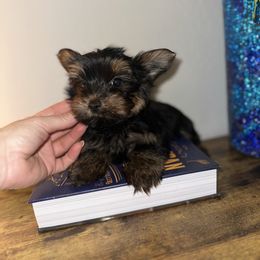 Pixie - Black and tan female Yorkshire Terrier puppy in Cape Coral, Florida from Katherine’s Yorkies and Poodles