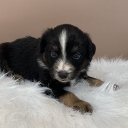 Aussiedoodle and Miniature Australian Shepherd Puppies from Craven’s Creakin’ Cedars Company