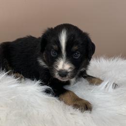 Aussiedoodle and Miniature Australian Shepherd Puppies from Craven’s Creakin’ Cedars Company