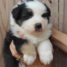 Boy 3 - Black tri-color male Australian Shepherd puppy in Colfax, California from Haulin Aussies