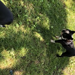 Boston Terriers from Mountain Lake Bostons
