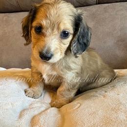 Chrysanthemum - Cream female Dachshund puppy in Jonesboro, Illinois from Twin Hills Dachshunds
