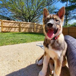 Siberian Husky Puppies from Crazy Cookies Huskies