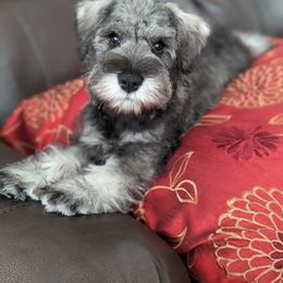 Miniature Schnauzer Puppies from HuntRidge