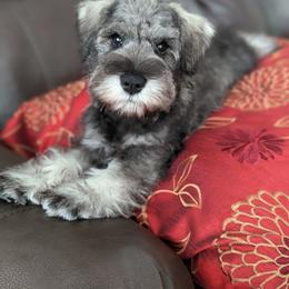 Miniature Schnauzer Puppies from HuntRidge