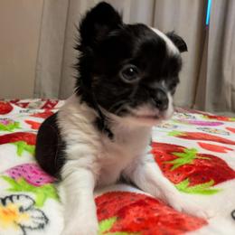 Oreo - Black and white male Chihuahua puppy in Amity, Pennsylvania from Baxters Chihuahuas