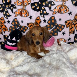 Puff - Dapple female Dachshund puppy in Lake City, Florida from My Ditzy Doxies of Florida