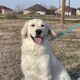 Abbie - Golden Retriever