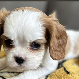 Cavalier King Charles Spaniels and Cavapoos from Ethan McBride