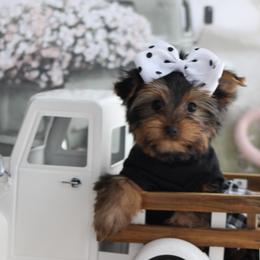 Tinkerbell - Black and gold female Yorkshire Terrier puppy in Hughesville, Missouri from Puppykiss4u