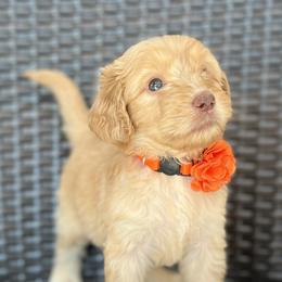 Ginger - Caramel cream female Australian Labradoodle puppy in Morristown, New Jersey from English Manor Labradoodles
