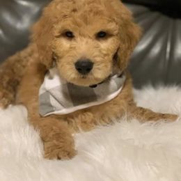 Goldendoodle and Labradoodle Puppies from Danie’s Darling Doodles