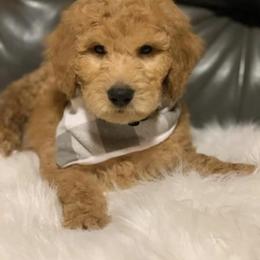 Goldendoodle and Labradoodle Puppies from Danie’s Darling Doodles