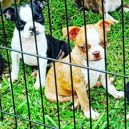 Boston Terriers from Rinehart Ranch
