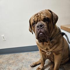 Sugar - Dogue de Bordeaux