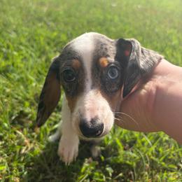 CKC Gretel - Dapple female Dachshund puppy in Pollok, Texas from Magnolia Kennels