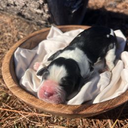 Shadow - Black and white male English Springer Spaniel puppy in Swainsboro, Georgia from Sweet Georgia Springers