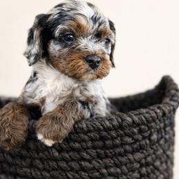 Chocolate Chip - Merle male Cockapoo puppy in Santa Barbara, California from K+C Doodles