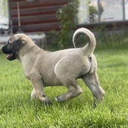 Anatolian Shepherd Dog Puppies from Wild Rooster Family Farm – AKC Anatolian Shepherd Breeder, OFA Health Tested