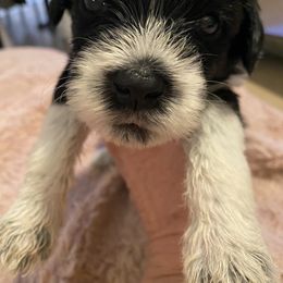 Portuguese Water Dog Puppies from Pawsitively Portuguese