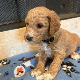 Goldendoodles from Maggnificent Doodles