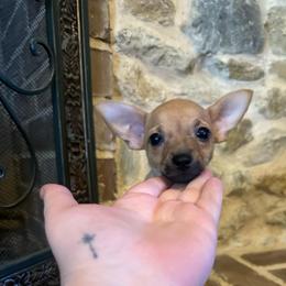 Tiger - Fawn male Chihuahua puppy in Alvord, Texas from Gift of Gods Favor