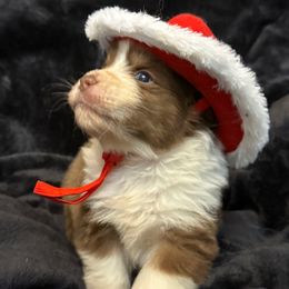 Lonny - Red tri-color male Australian Shepherd puppy in Grove, Oklahoma from Dollface Aussies
