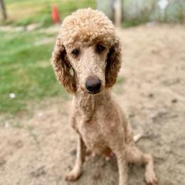 Aubry - Poodle