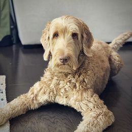 Bernedoodle All Grown Up from Sweetheart Doodles