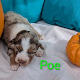 Poe - Red merle male Australian Shepherd puppy in Parker, Colorado from Legacy Ranch Australian Shepherds