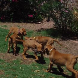 Vizsla Puppies from Tappancs Vizslas
