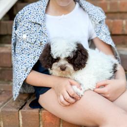 Dumplin - Parti male Poodle puppy in Chapel Hill, North Carolina from Cyndi’s Poodles