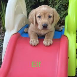 Elf - Yellow male Labrador Retriever puppy in Tigard, Oregon from Morrison Labrador Retreivers