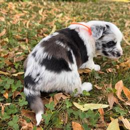 Hurley - male Sporty Mix puppy in Richland, Michigan from Seay's Sporty Mixes