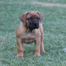 Fresca - Reddish brown female Boerboel puppy in Shawnee, Oklahoma from TXT Boerboels