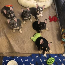 Bulldog and French Bulldog Puppies from Raise The Woof Bulldogs