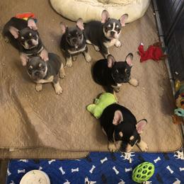 Bulldog and French Bulldog Puppies from Raise The Woof Bulldogs