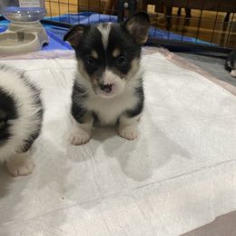 Boy 1(red collar) - Black and tan male Pembroke Welsh Corgi puppy in New Richmond, Wisconsin from 10 Mile Creek Farms