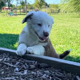 Boy 5 - Red tri male Miniature Australian Shepherd puppy in Arcadia, Indiana from Sunset Cowgirl Mini Aussies