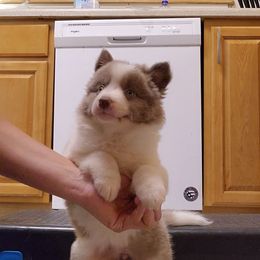 Border Collie Puppies from Oddity Kennels