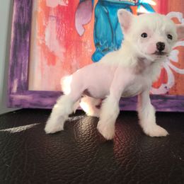 Vhhlf4 - White female Chinese Crested puppy in New Castle, Pennsylvania from Long Rotts & Long Haul Cresteds