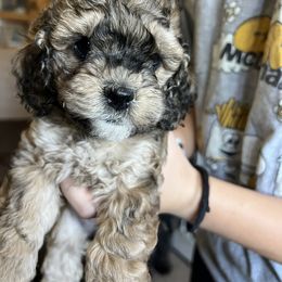 Cockapoo Puppies from Lovin Lil CutiePoos