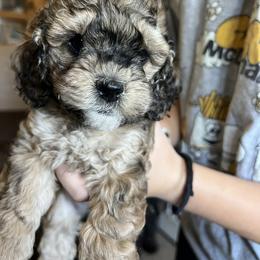 Cockapoo Puppies from Lovin Lil CutiePoos