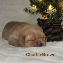 Charlie Brown - Yellow male Labrador Retriever puppy in Tigard, Oregon from Morrison Labrador Retreivers