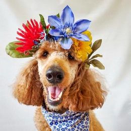 Double Doodles, Labradoodles, and Poodles from Cedar Hill Labradoodles