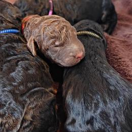 Bernedoodle puppies from Edmond Doodles, LLC